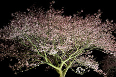 みなみの夜桜　④