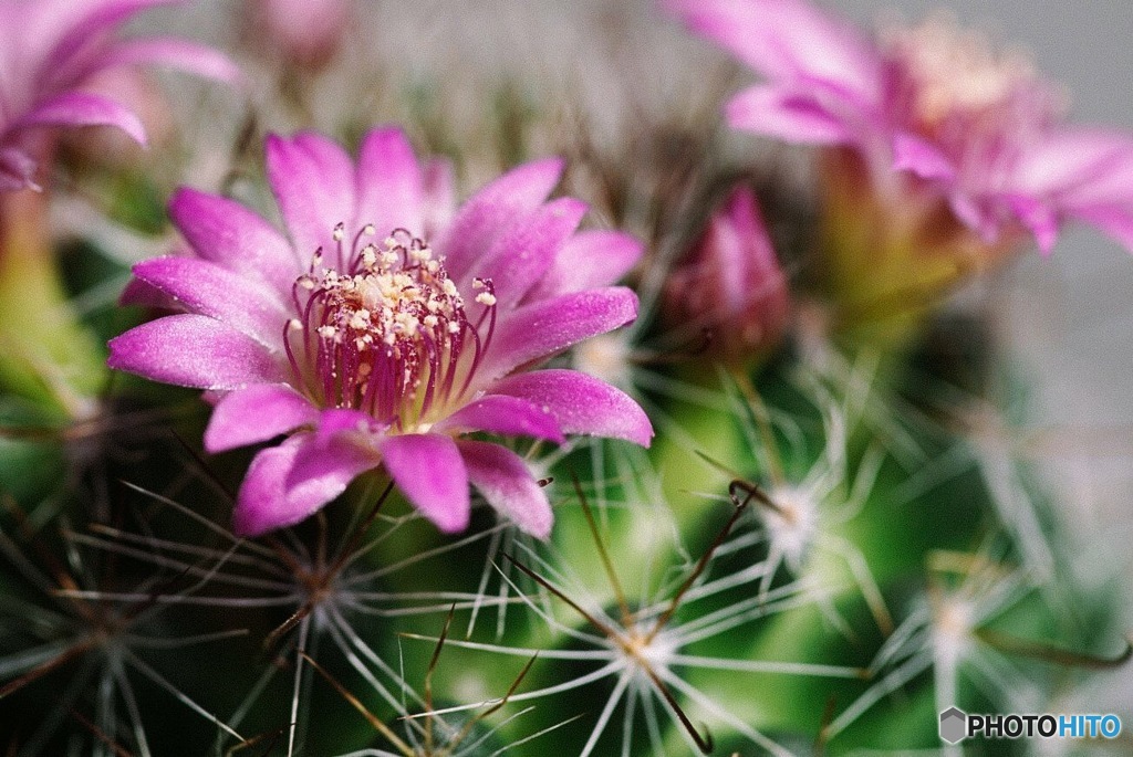 サボテンの花