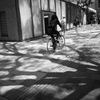 街路樹 ③