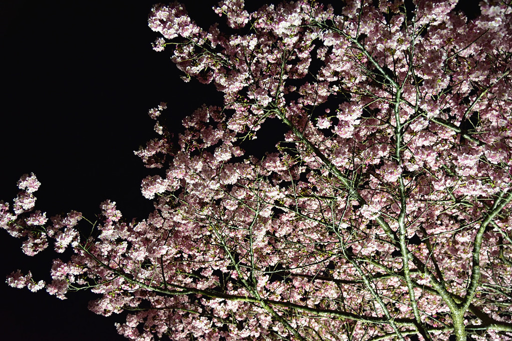 みなみの夜桜　①