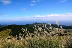 三筋山のすすき