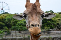 耳が横にピーンって！