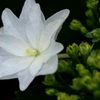2016 紫陽花 ①