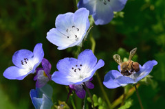 Honey bee~~ 花粉だんご