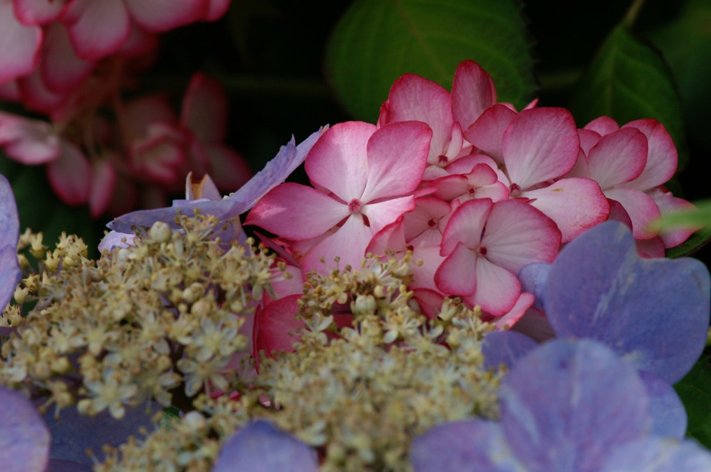 2016 紫陽花　④