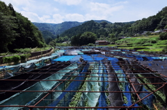 わさび田の夏