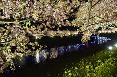 みなみの夜桜景　⑩