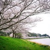 桜 みち  青野川