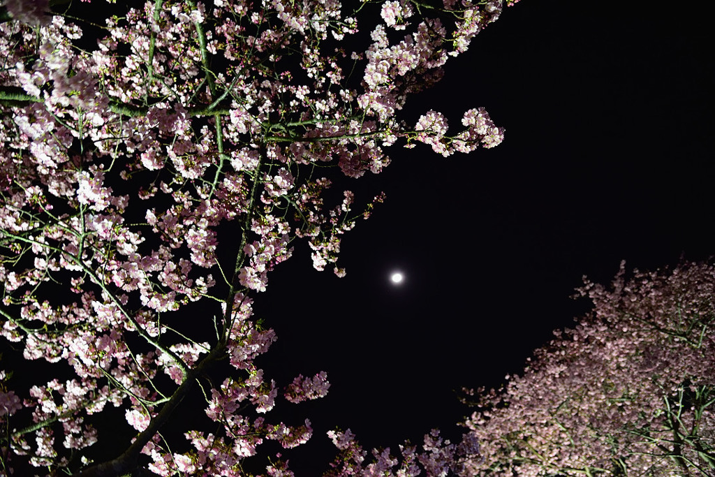 みなみの夜桜　②