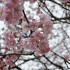 桜模様