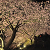 桜模様　Ⅶ　～桜降る夜～
