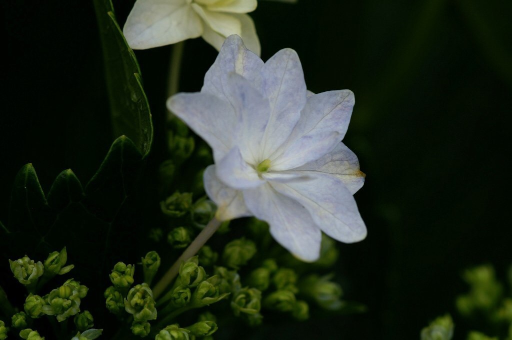 2016 紫陽花 ②