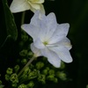 2016 紫陽花 ②