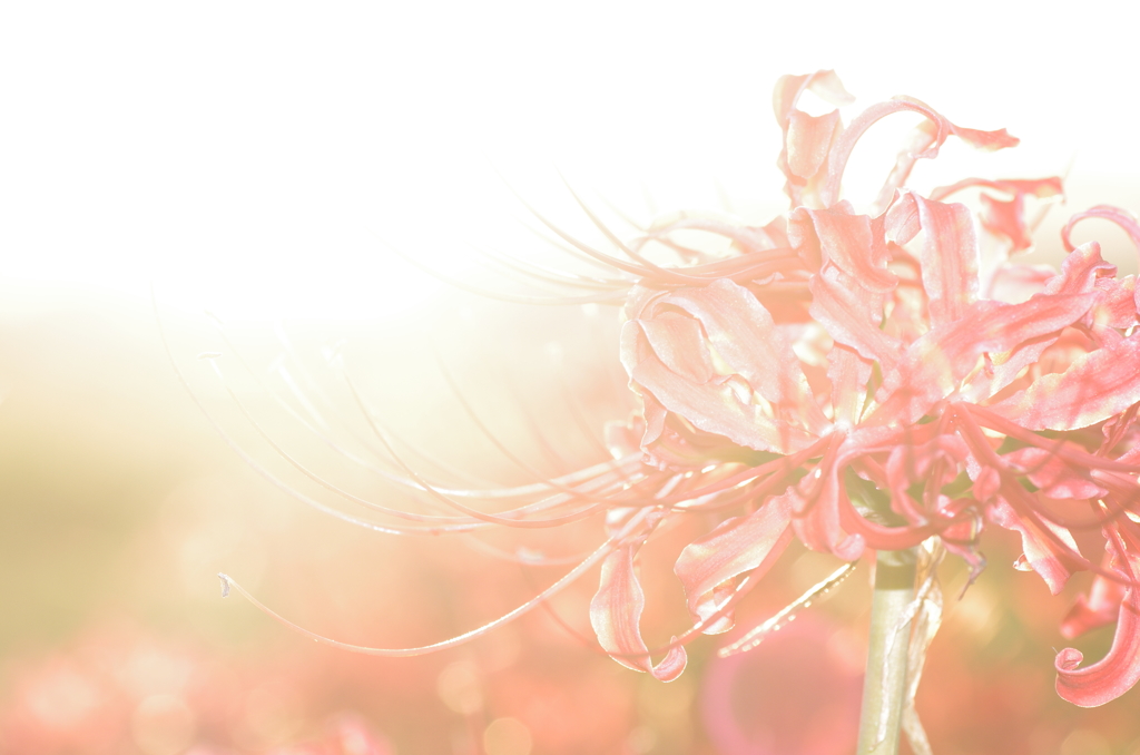 彼岸花