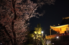 夜桜＠上野公園