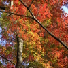 紅葉＠井の頭公園