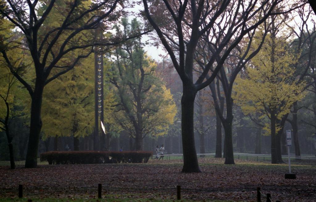 雨上がりと紅葉とランニング