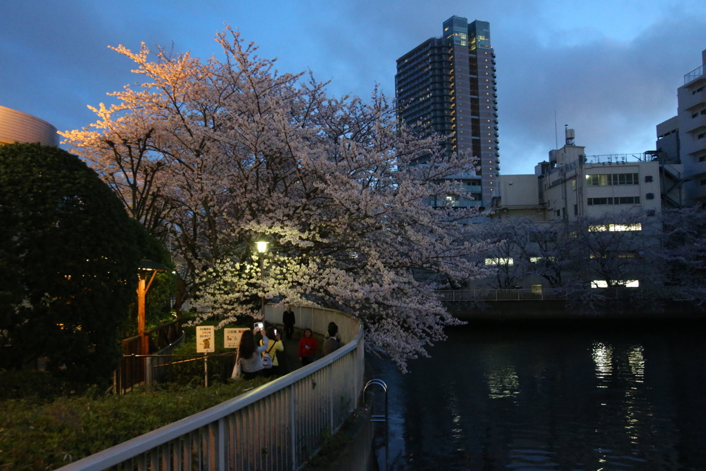 桜