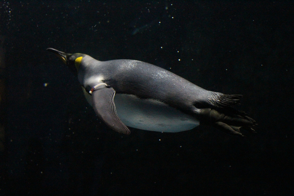ペンギン