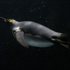 ペンギン