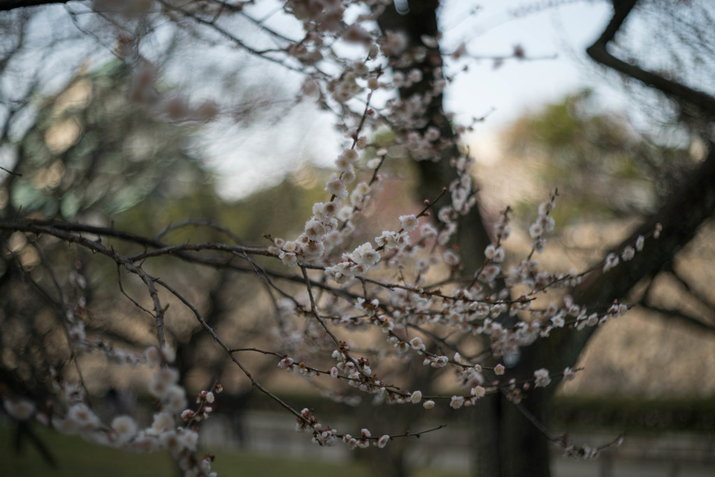 名古屋城の梅