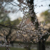 名古屋城の梅