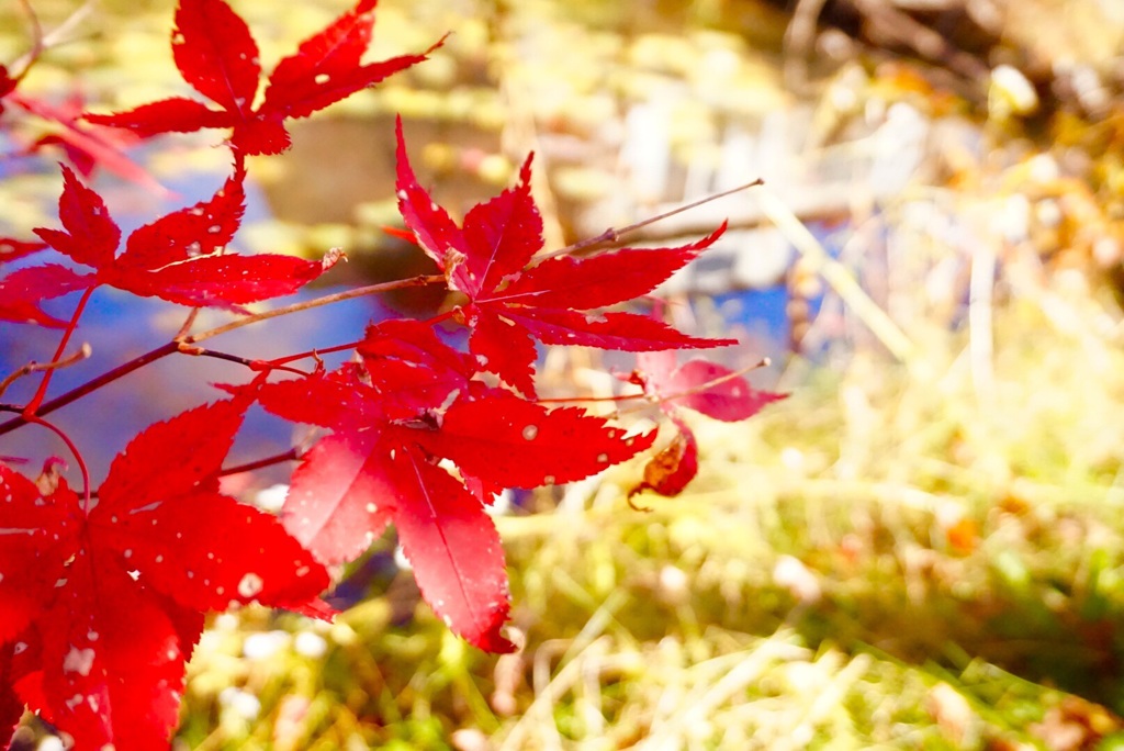 image彩りの紅