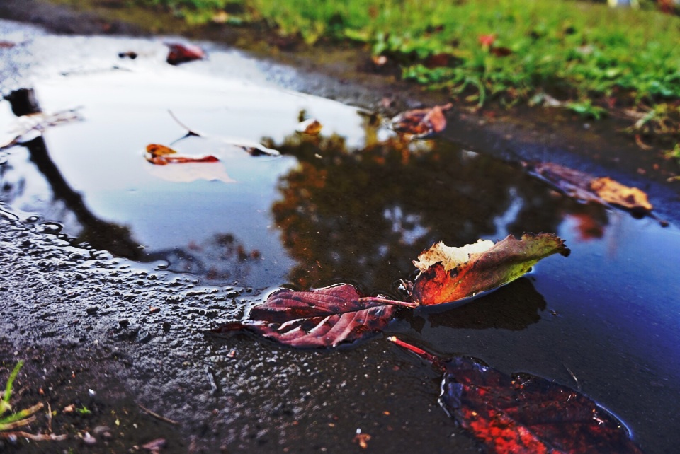 image水たまりに映った少しだけ紅葉した樹