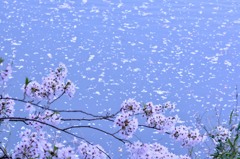 花　浮かれ