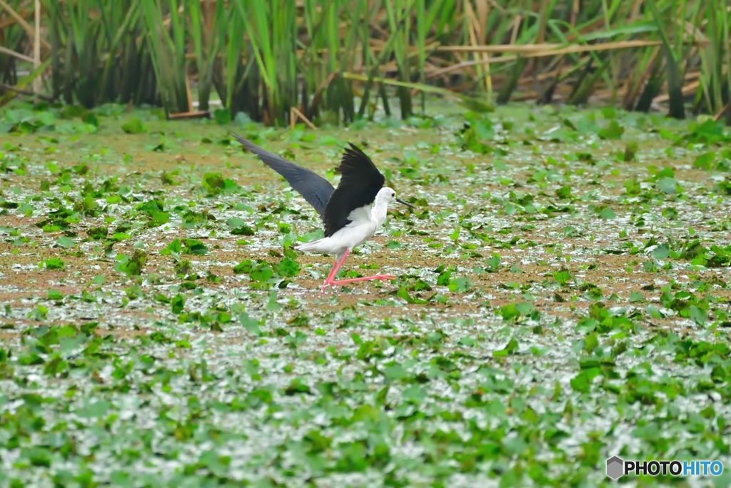 迷い鳥(;^ω^)