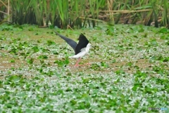 迷い鳥(;^ω^)