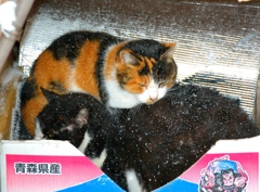 今日の庭猫