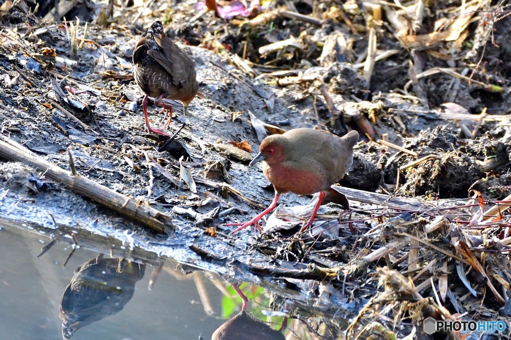 ヒクイナ番(;^ω^)②