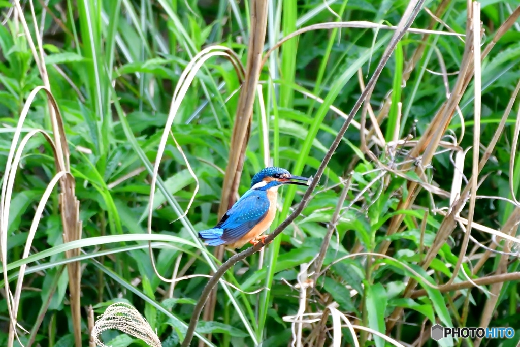 四月最後の魚？？？？？