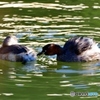 カイツブリ④