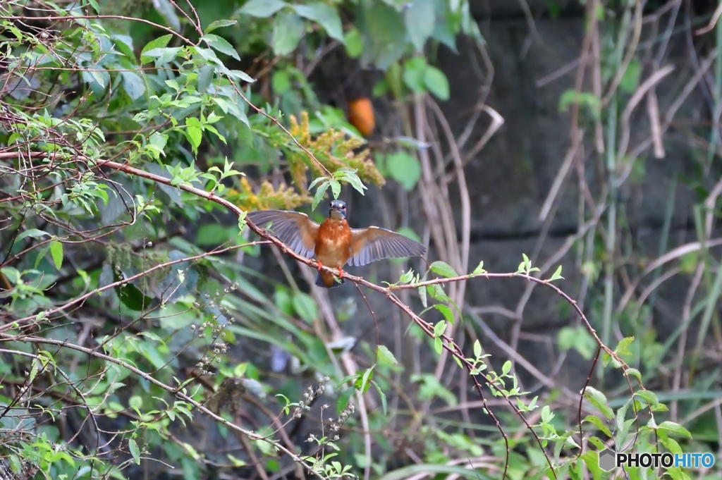 吹き返しの風で