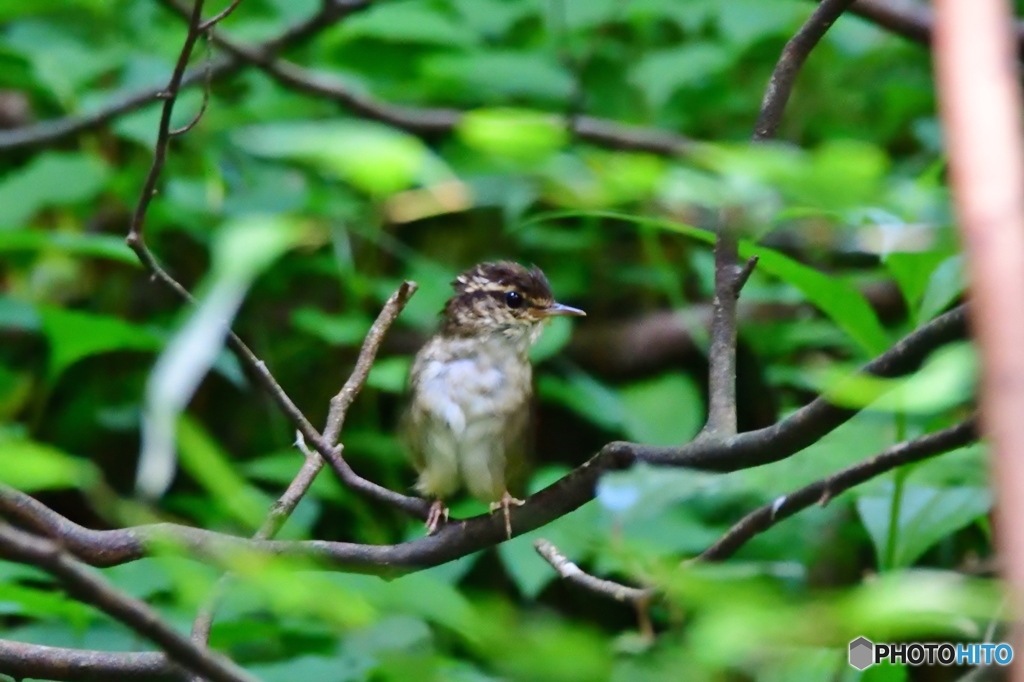 幼鳥？