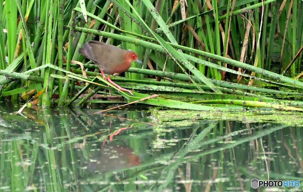 今朝撮りヒクイナ