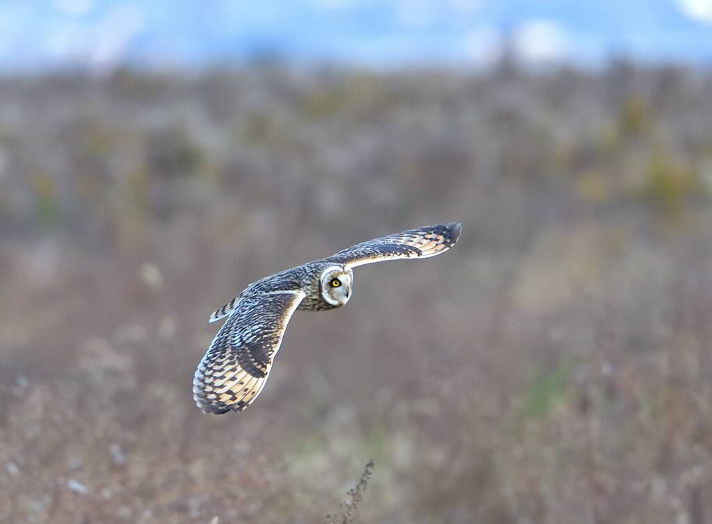 コミミズク祭り➃