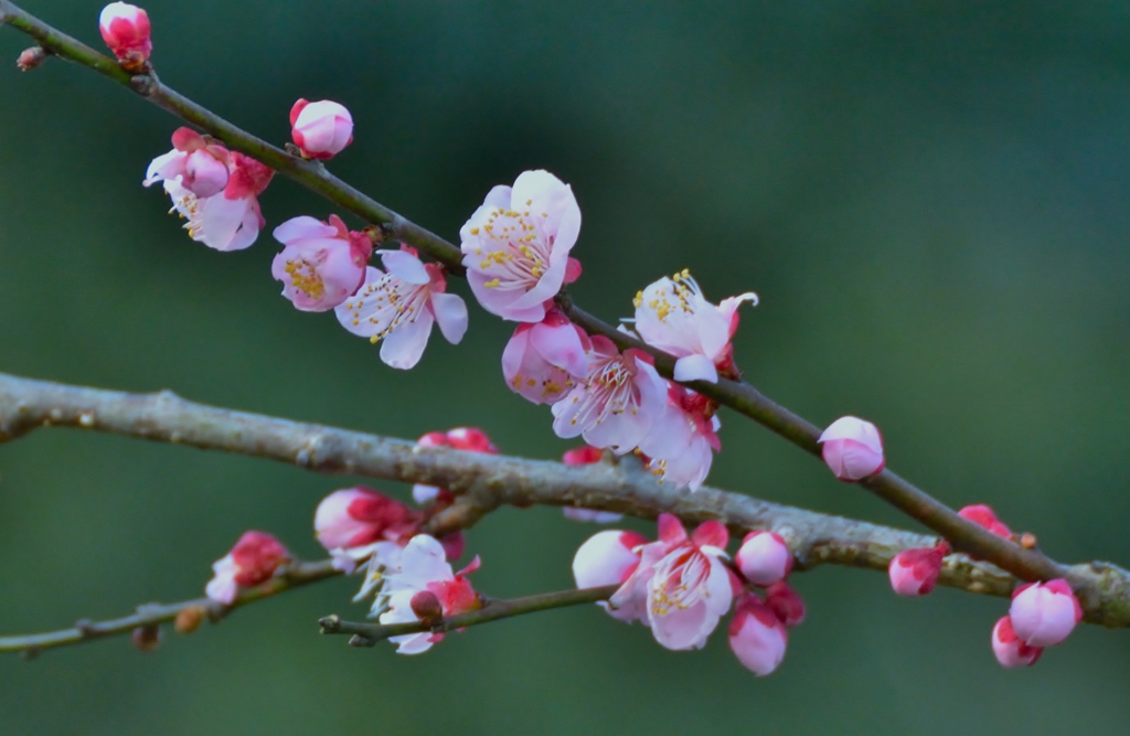 梅の花