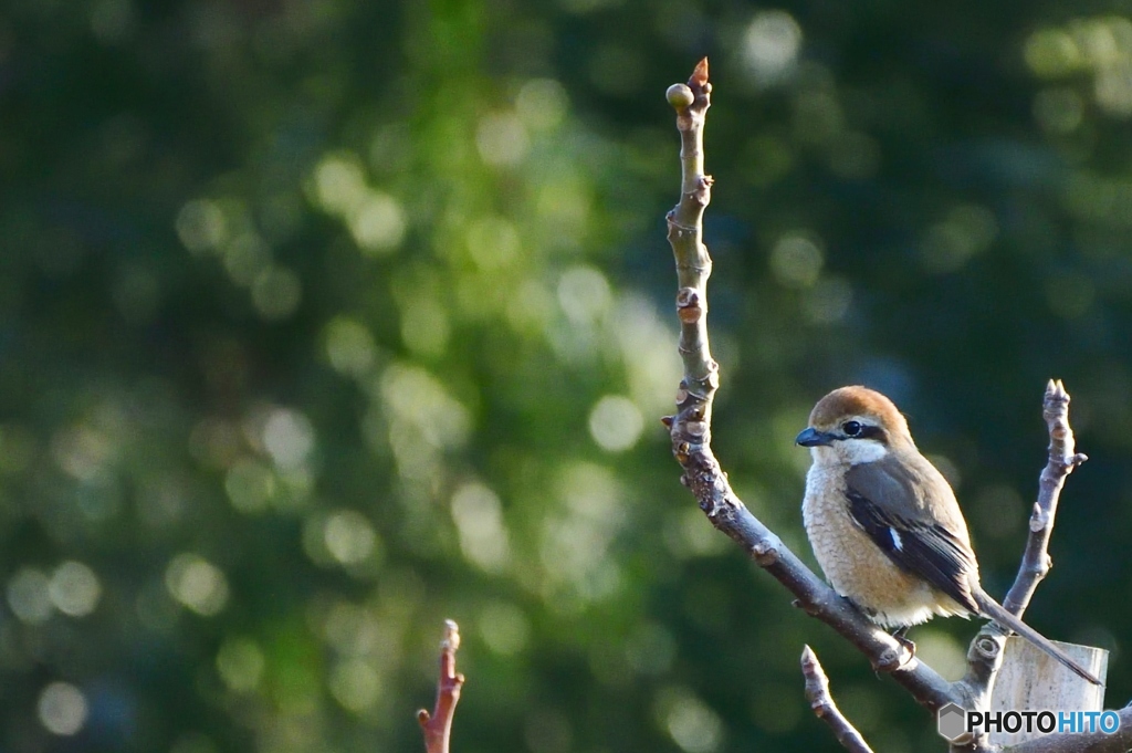 イチジク畑で捕まえて②