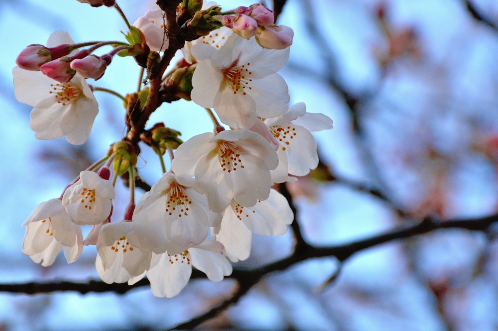 開花しました。