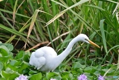 ダイサギ