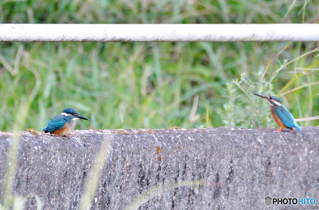 今朝のカワセミ③