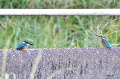 今朝のカワセミ③