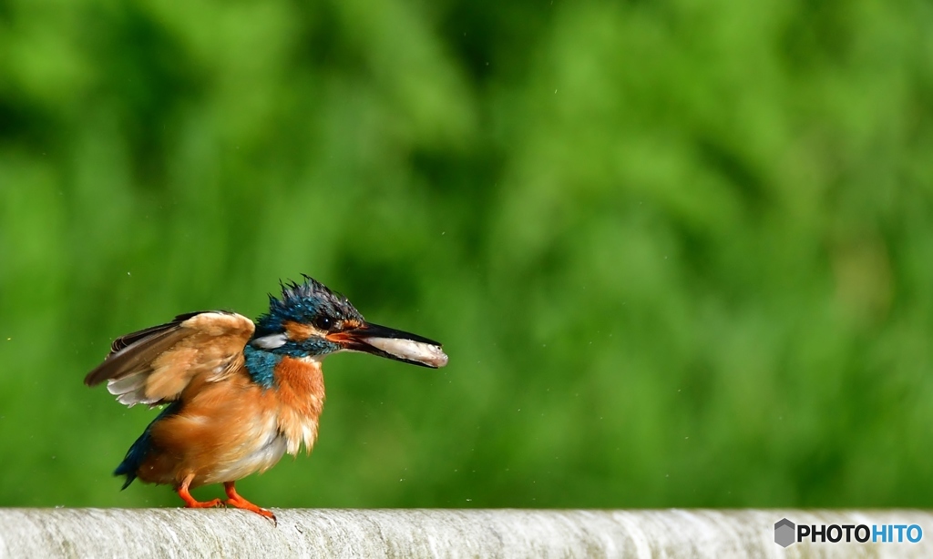 カワセミ急便④