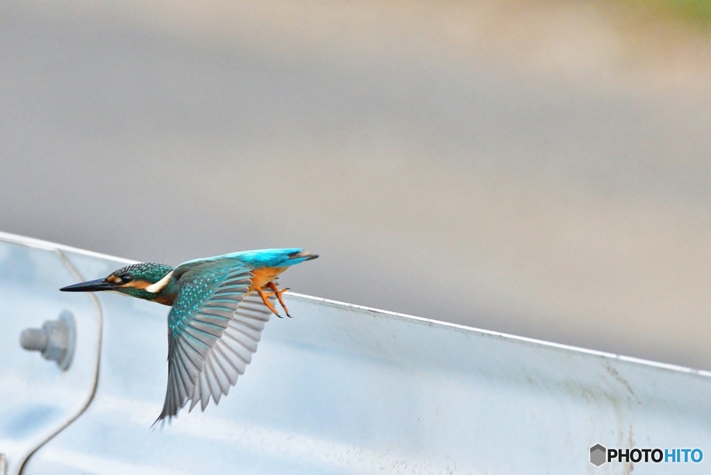 ガードレール・カワセミ