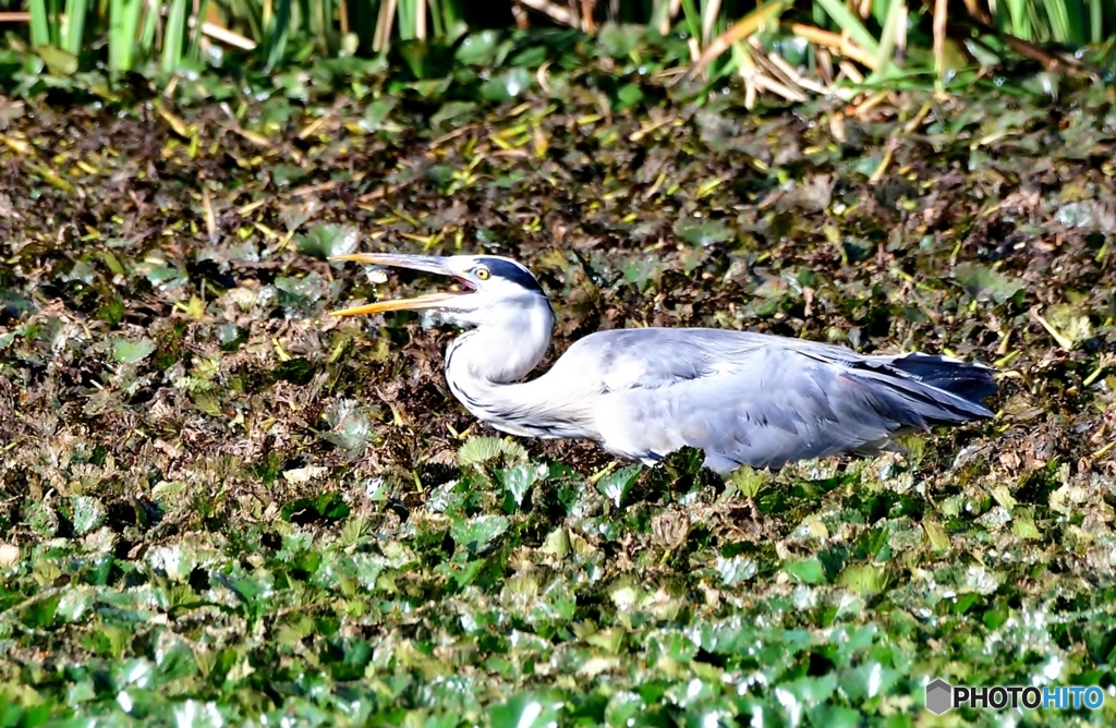 沼は一面、菱の葉に覆われている～①