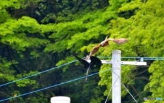 諍い止まず(;'∀')