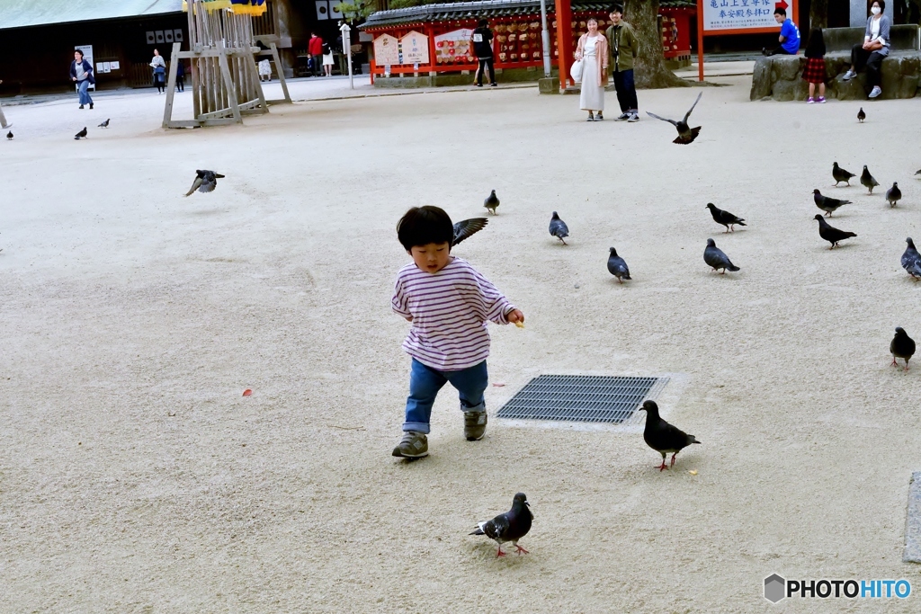 鳩ポッポ③